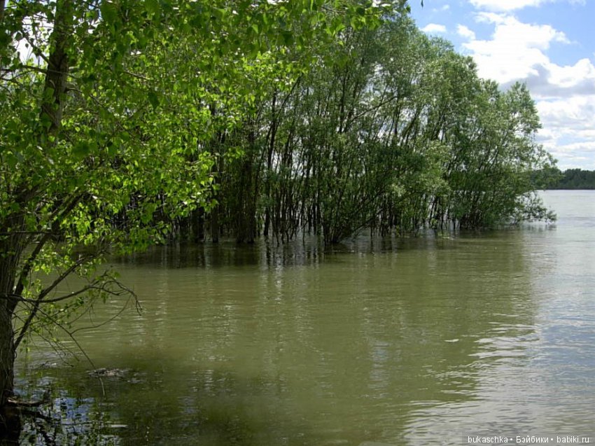 Маргарита и "мангровые заросли" (фото 2)