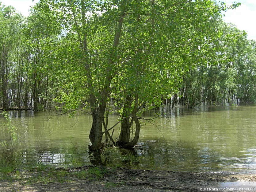 Маргарита и "мангровые заросли"