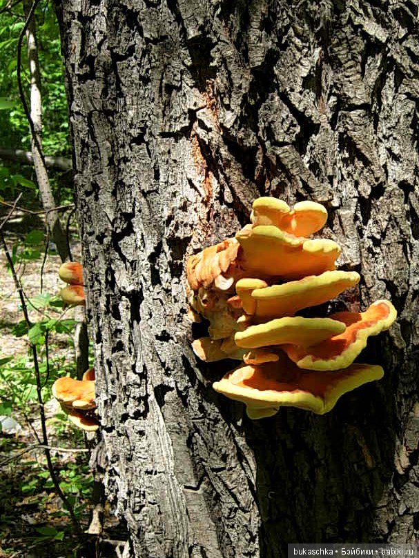 Как Маргарита "древесного цыпленка" нашла (фото 3)