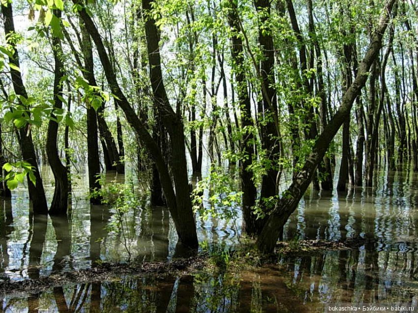 Маргарита и "мангровые заросли" (фото 9)