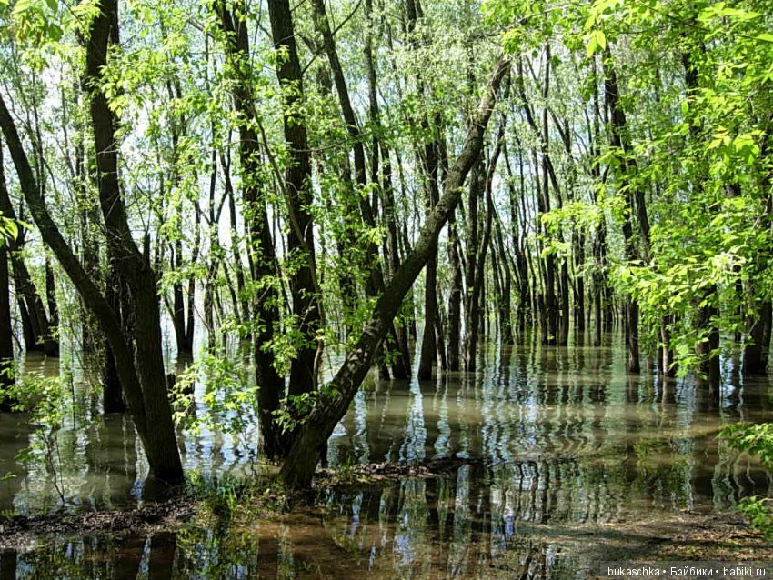 Маргарита и "мангровые заросли" (фото 8)