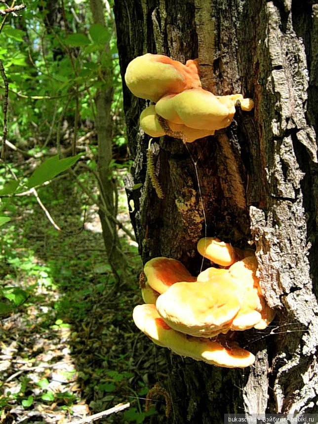 Как Маргарита "древесного цыпленка" нашла (фото 2)