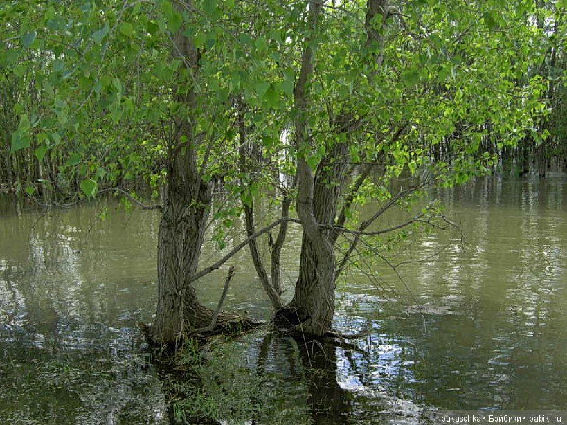 Маргарита и "мангровые заросли" (фото 4)