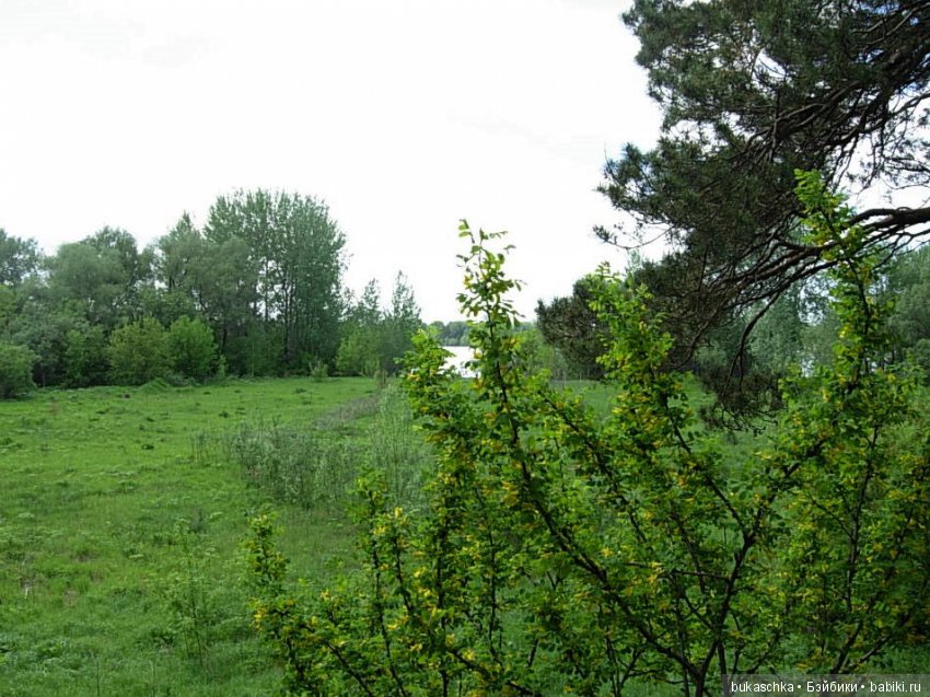 "Кукушкины слезки" или встреча в лесу с краснокнижным чудом