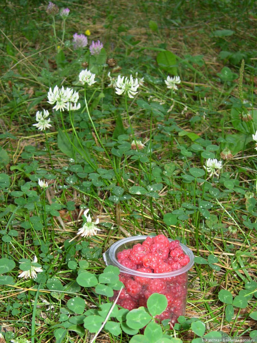 По малину в лес пойдем и малины наберем (фото 8)