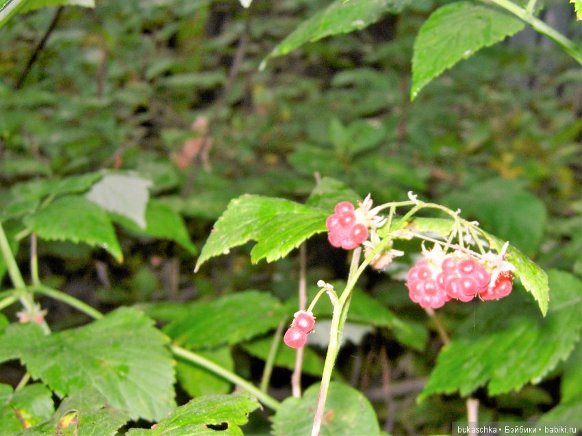 По малину в лес пойдем и малины наберем (фото 5)