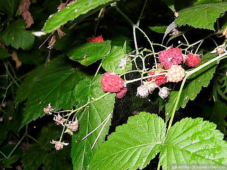 По малину в лес пойдем и малины наберем (фото 3)