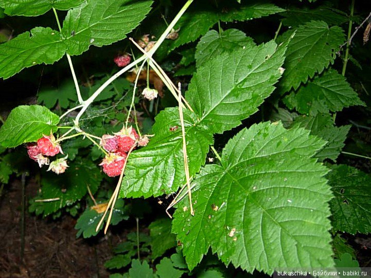 По малину в лес пойдем и малины наберем (фото 4)