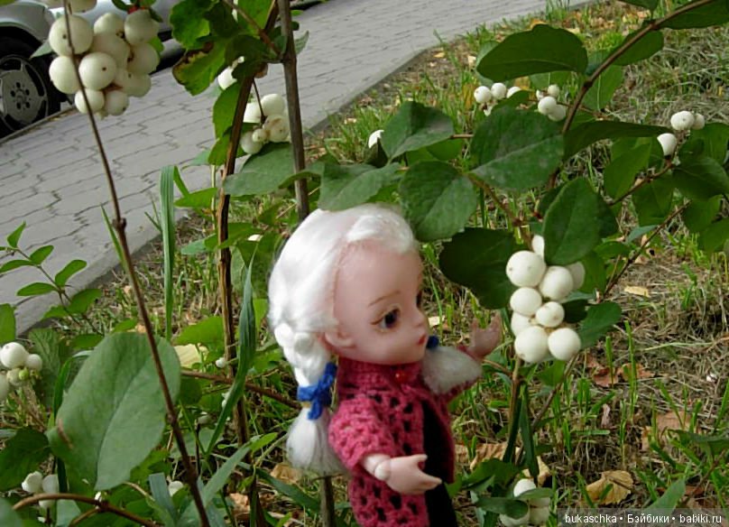 Скоро зима? Снежноягодник (фото 7)