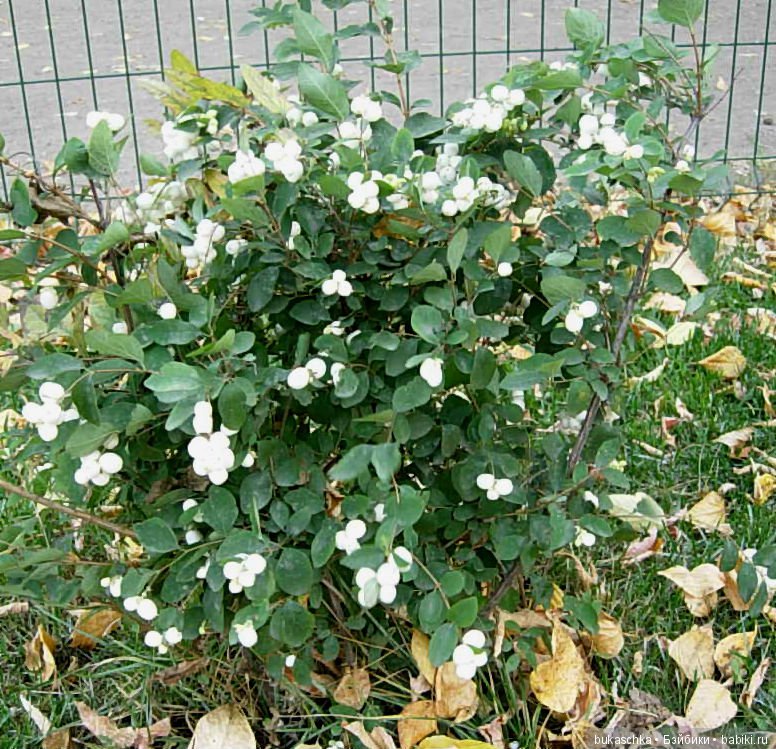 Скоро зима? Снежноягодник (фото 3)