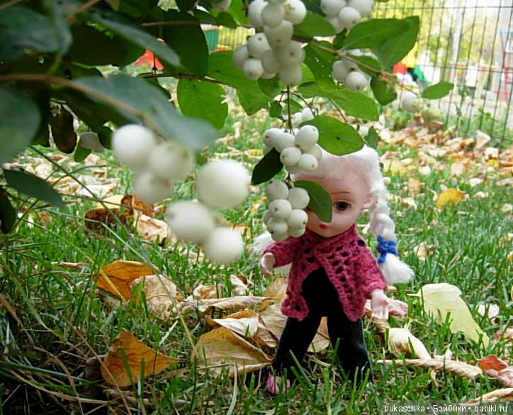 Скоро зима? Снежноягодник (фото 6)