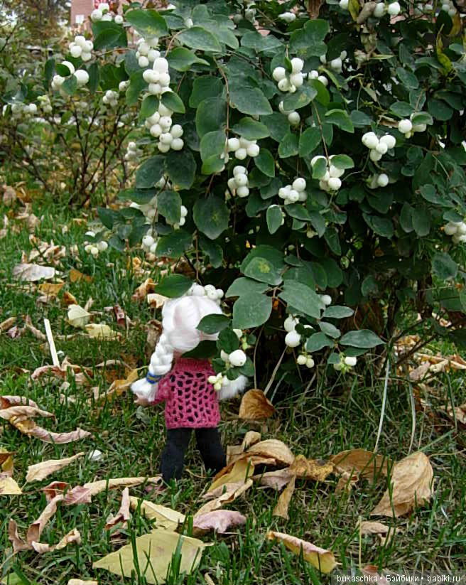 Скоро зима? Снежноягодник (фото 5)