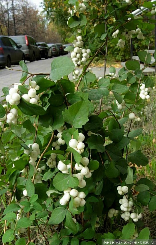 Скоро зима? Снежноягодник (фото 2)