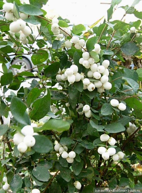 Скоро зима? Снежноягодник (фото 4)