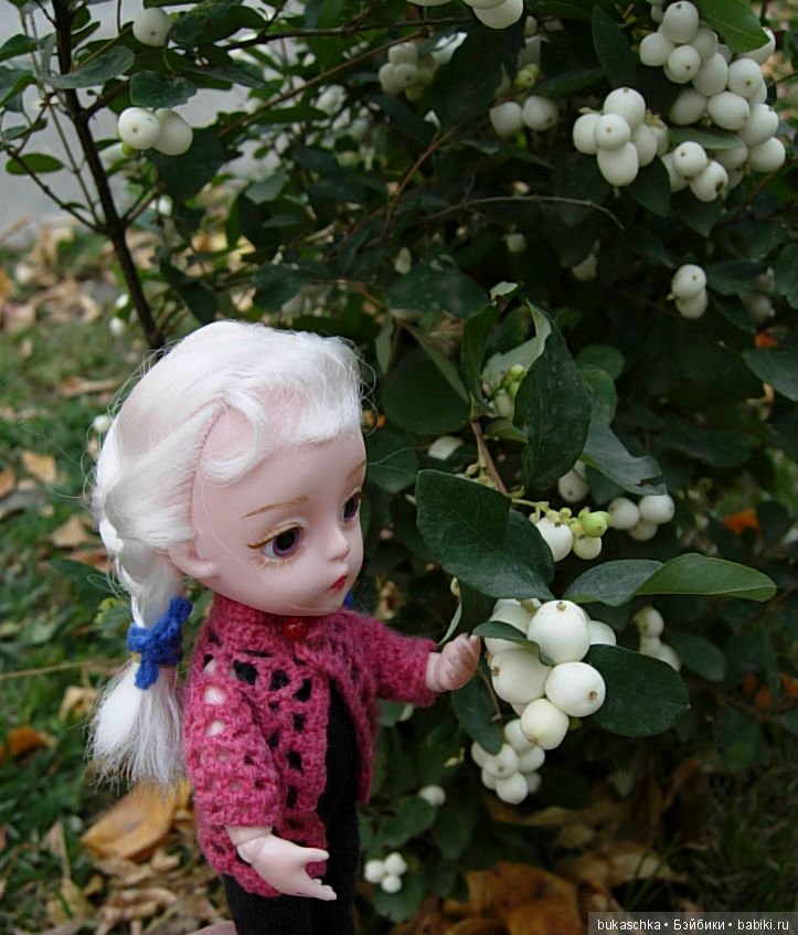 Скоро зима? Снежноягодник (фото 8)