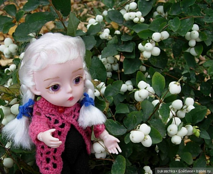 Скоро зима? Снежноягодник (фото 9)