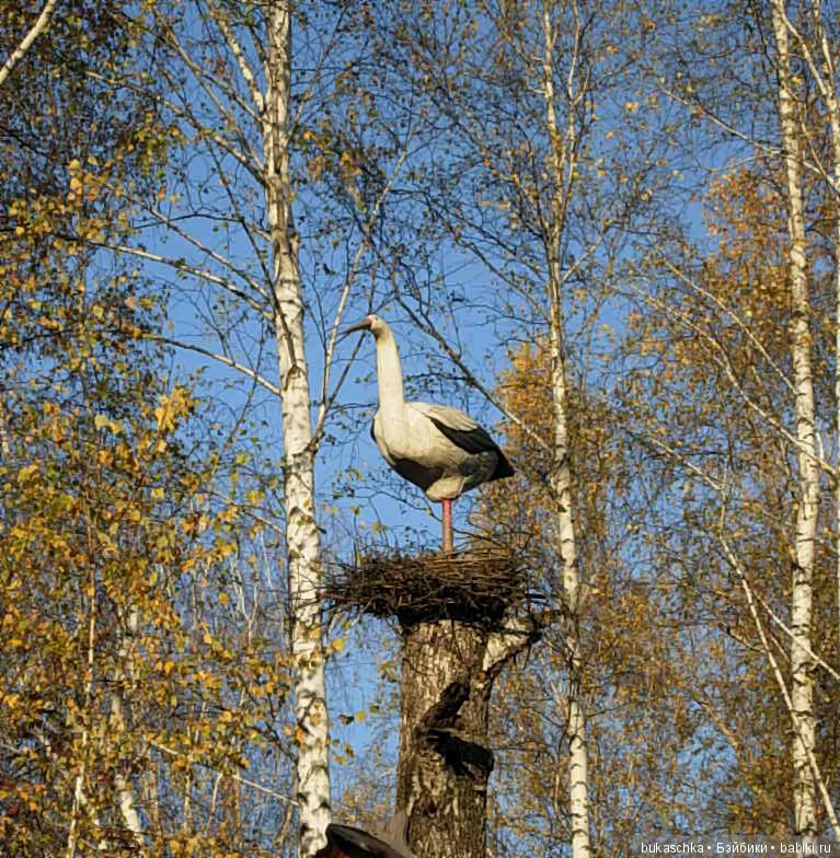 Осень. Фотоохота — Разные шарнирные куклы (не БЖД): редкие