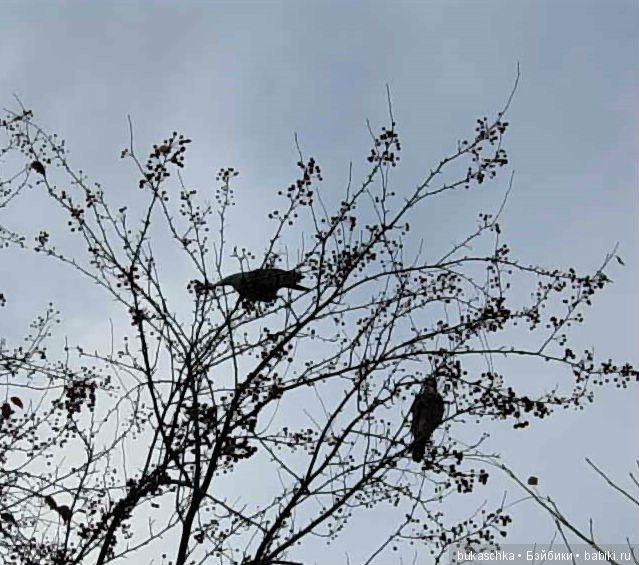 Осенний флешмоб: трудности подготовки и немного стихов (фото 2)