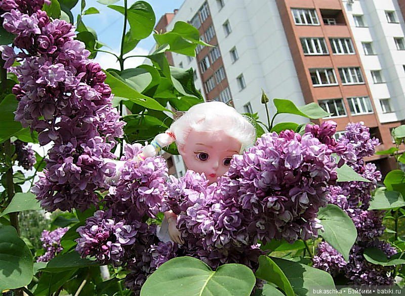 Сирень — Разные шарнирные куклы (не БЖД): редкие (фото 2)