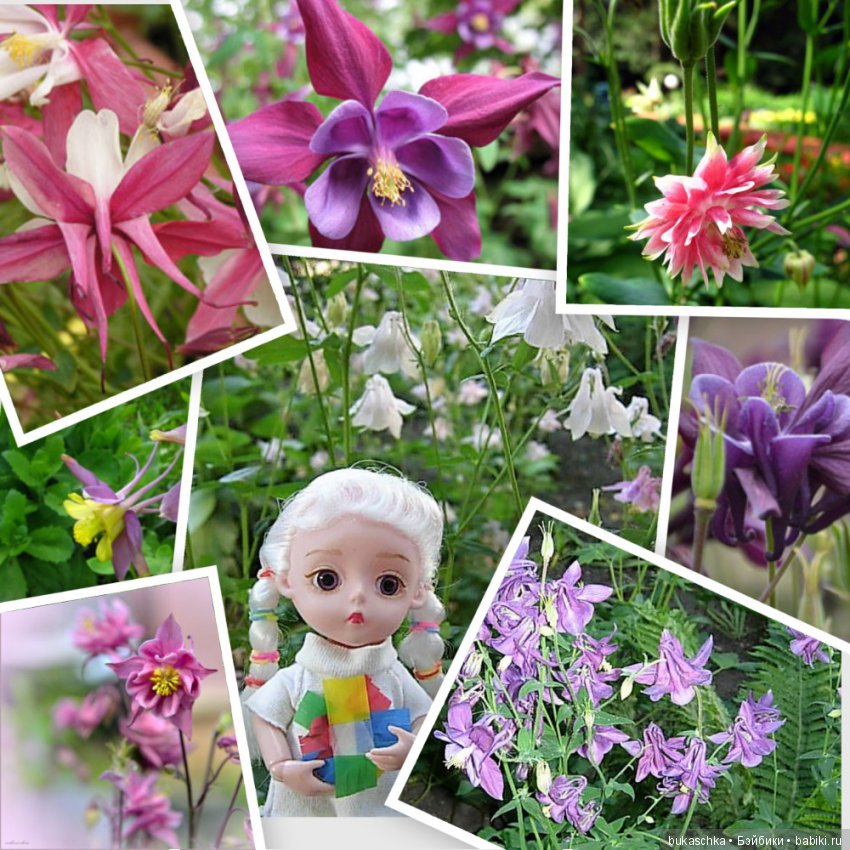 Аквилегия — Разные шарнирные куклы (не БЖД): редкие