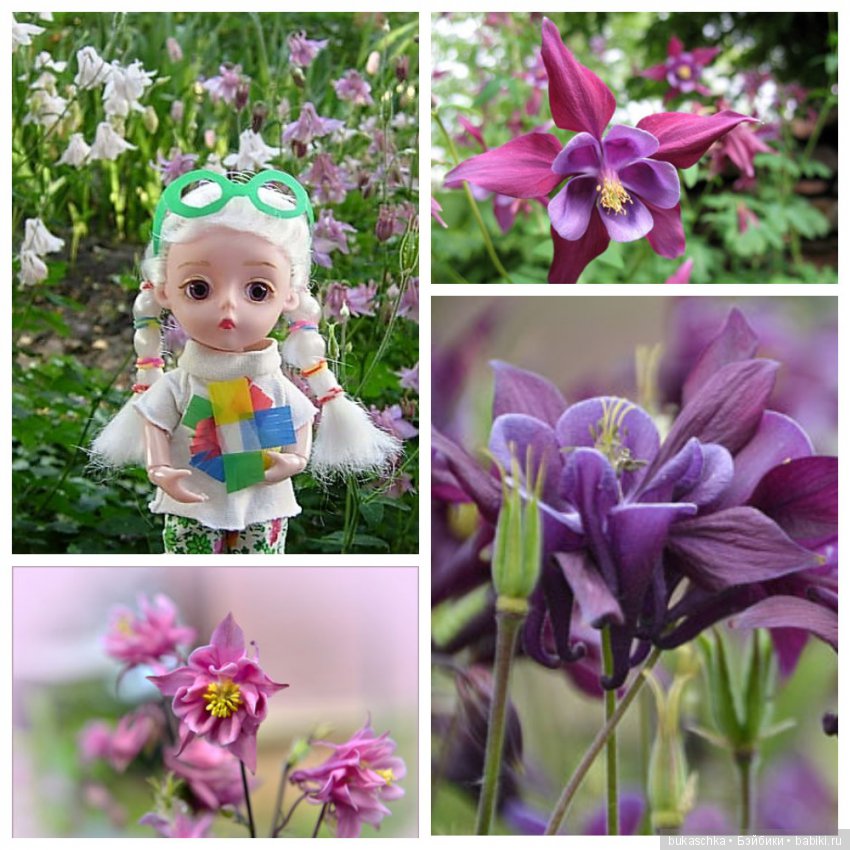 Аквилегия — Разные шарнирные куклы (не БЖД): редкие (фото 3)