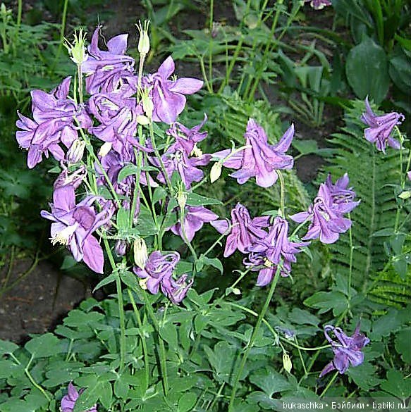 Аквилегия — Разные шарнирные куклы (не БЖД): редкие (фото 7)