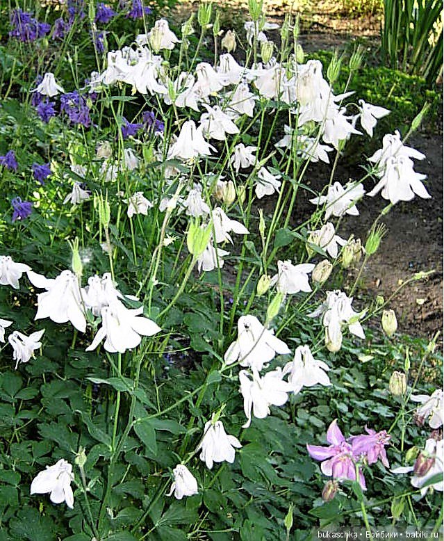 Аквилегия — Разные шарнирные куклы (не БЖД): редкие (фото 9)