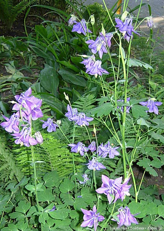 Аквилегия — Разные шарнирные куклы (не БЖД): редкие (фото 5)