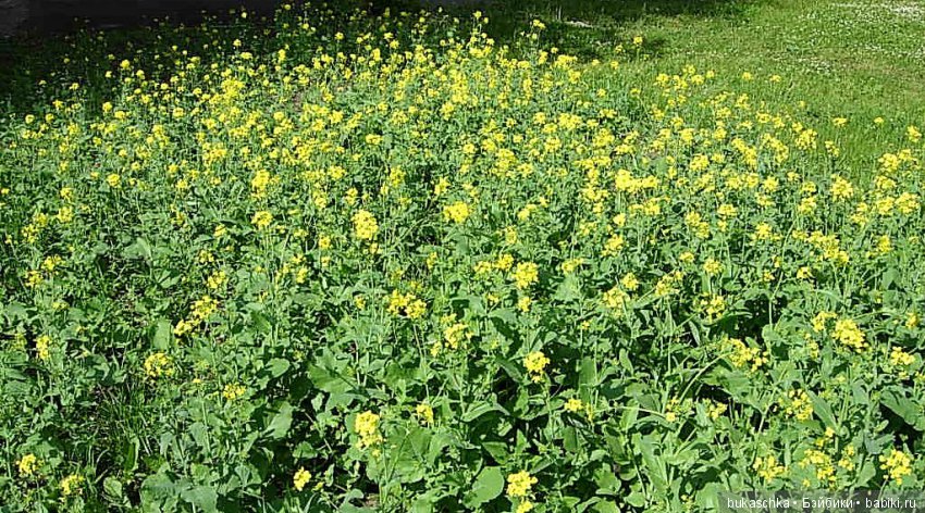 Посадил дед репку — Разные шарнирные куклы (не БЖД): редкие