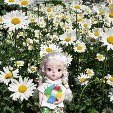 Ромашковое лето