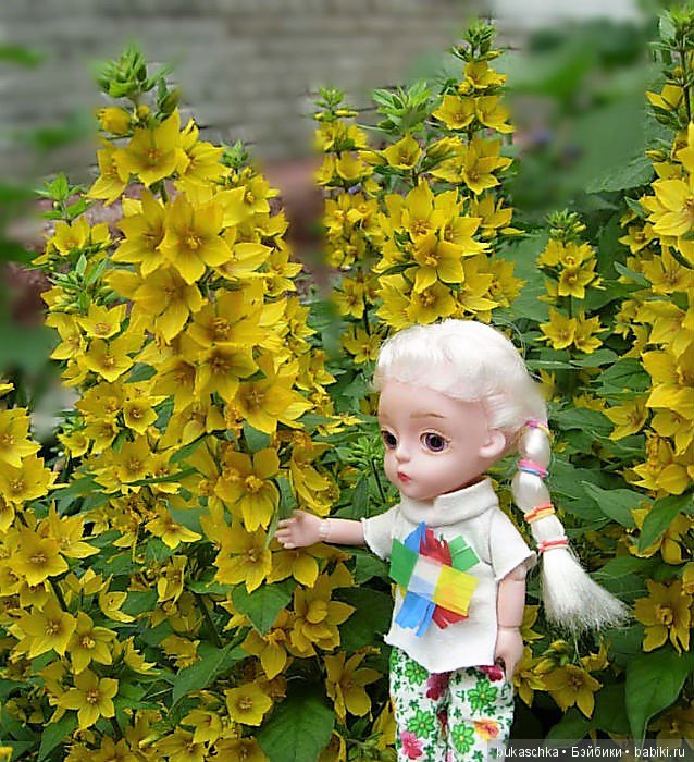 Выросли в садочке желтые цветочки.... Вербейник (фото 3)