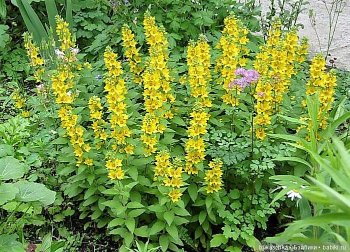 Выросли в садочке желтые цветочки.... Вербейник (фото 6)