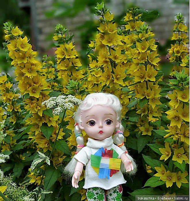 Выросли в садочке желтые цветочки.... Вербейник (фото 5)