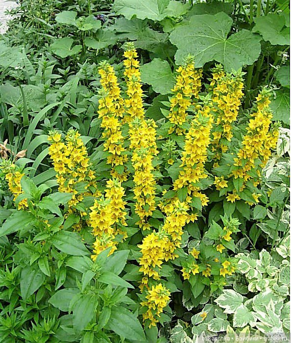 Выросли в садочке желтые цветочки.... Вербейник