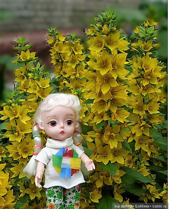 Выросли в садочке желтые цветочки.... Вербейник (фото 4)