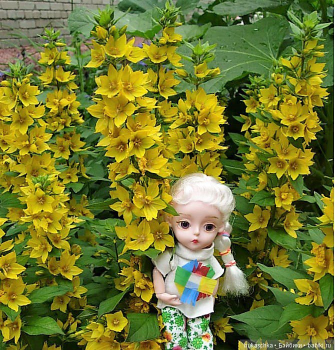 Выросли в садочке желтые цветочки.... Вербейник (фото 2)