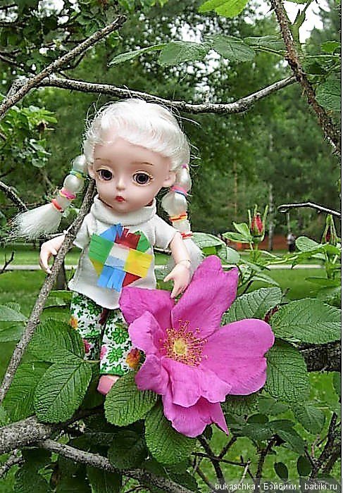 Беляночка и розочка.... Шиповник