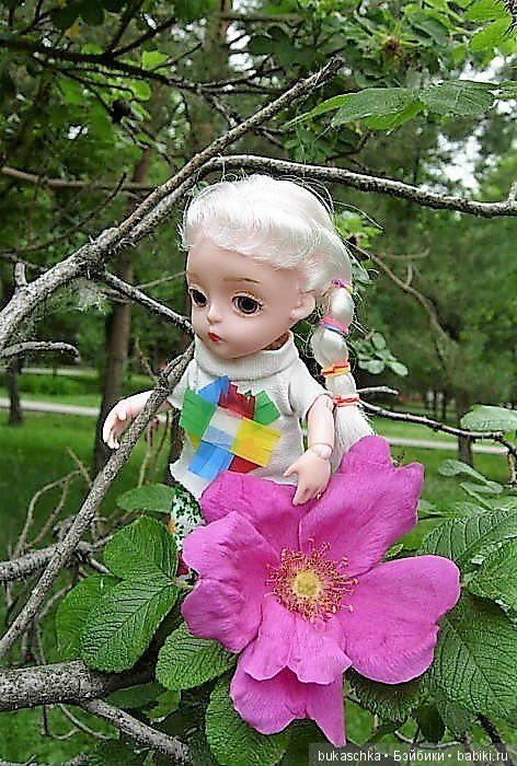 Беляночка и розочка.... Шиповник (фото 2)