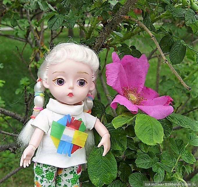 Беляночка и розочка.... Шиповник (фото 5)