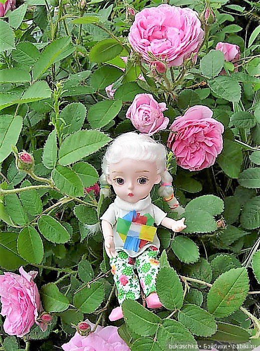 Беляночка и розочка.... Шиповник (фото 8)