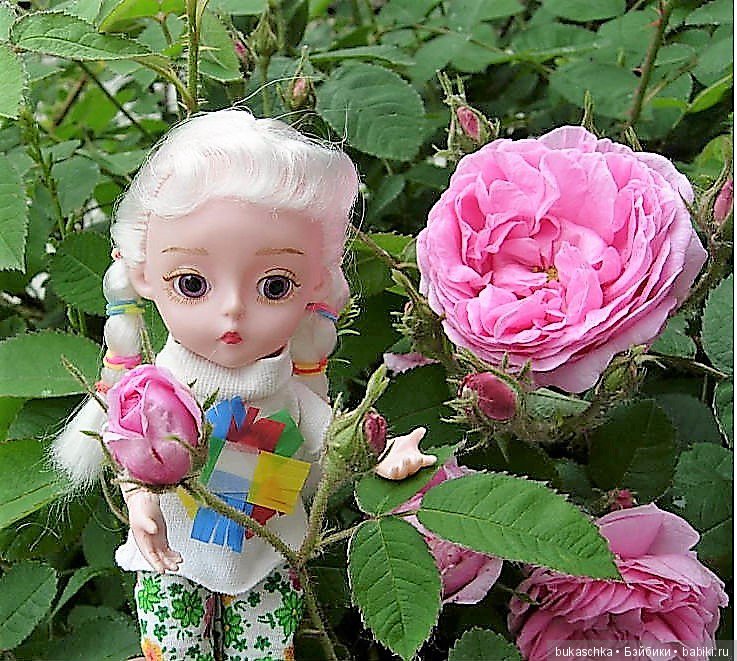 Беляночка и розочка.... Шиповник (фото 9)