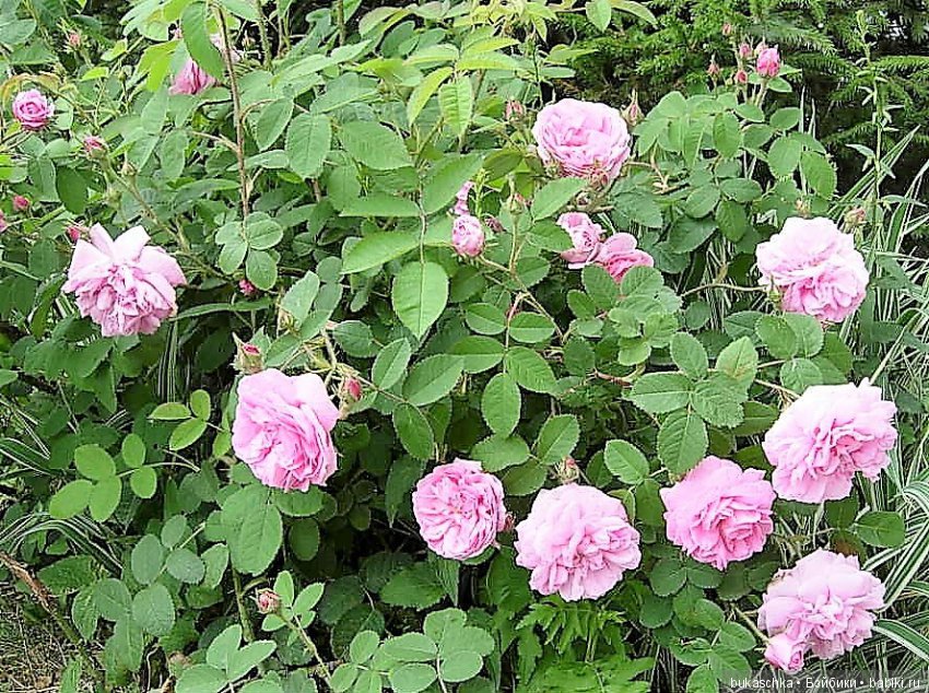 Беляночка и розочка.... Шиповник