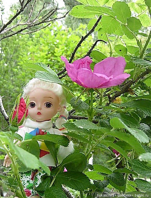 Беляночка и розочка.... Шиповник (фото 4)