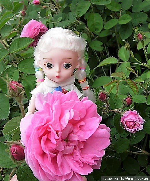 Беляночка и розочка.... Шиповник