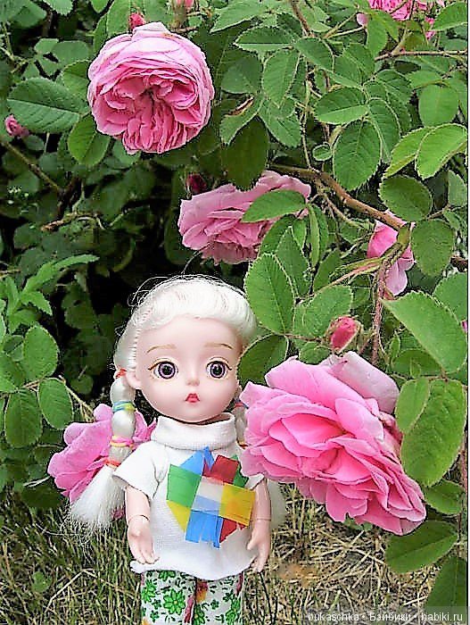 Беляночка и розочка.... Шиповник