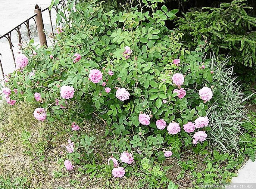 Беляночка и розочка.... Шиповник (фото 7)