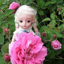 Беляночка и розочка.... Шиповник