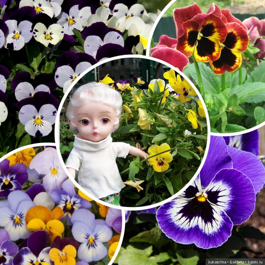 Анютины глазки — Разные шарнирные куклы (не БЖД): редкие