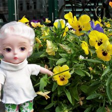 Анютины глазки