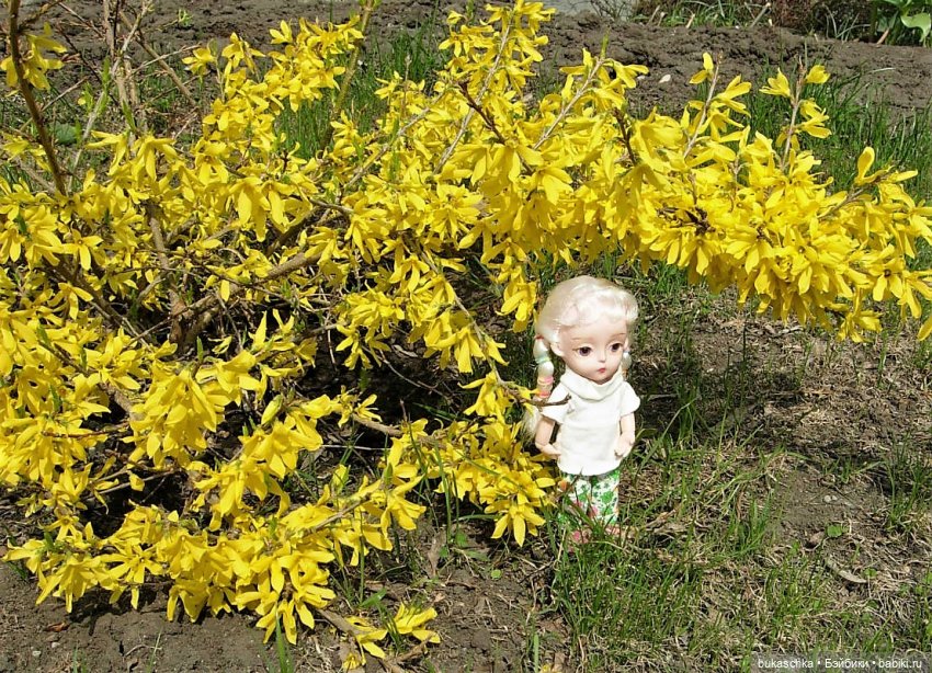 Цветет форзиция — Куклы Baboliy (Баболи (фото 3)